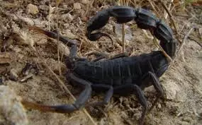 Scorpion du