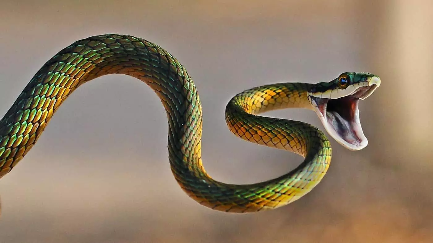 Напаѓајќи змија