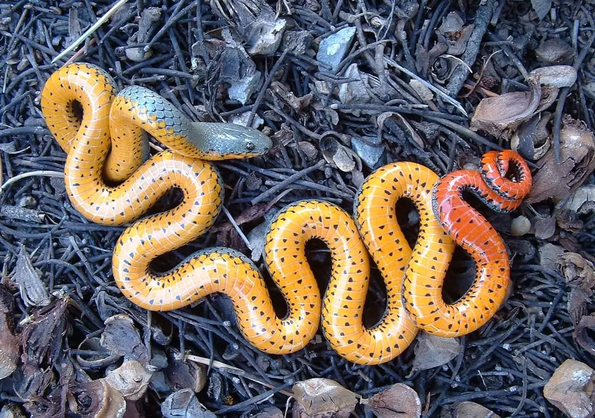 ndritshme gjarpër të verdhë