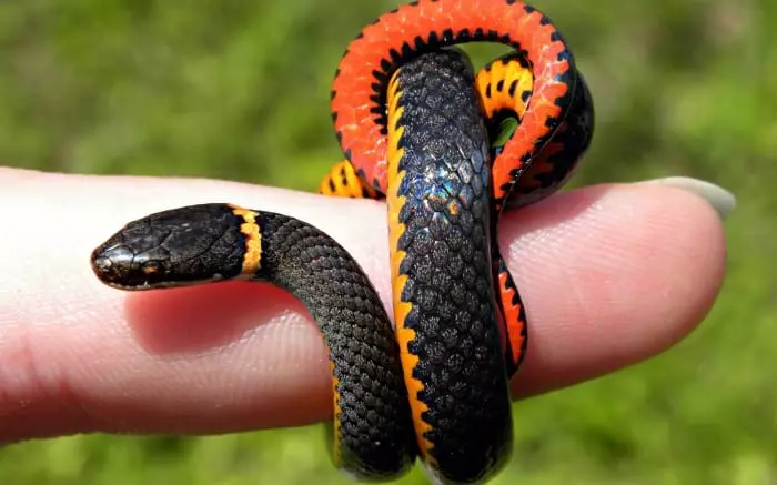 Змија на прсту