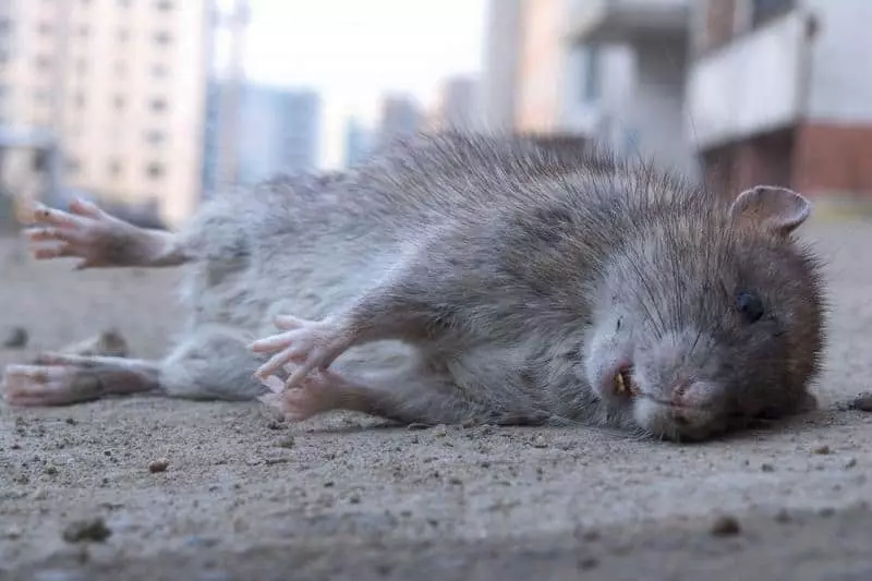 Rato Gray falecido