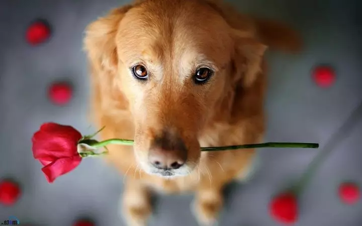 Câine cu trandafir