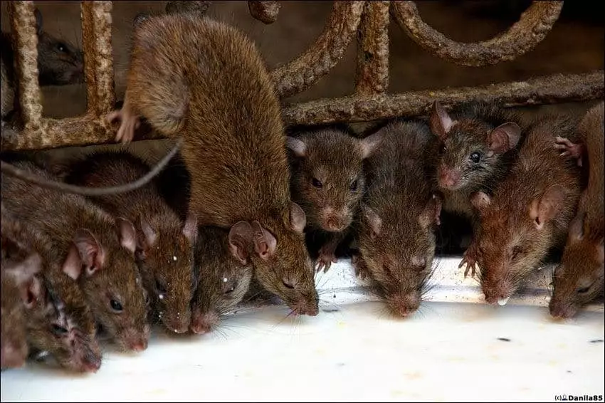 Tamni štakori