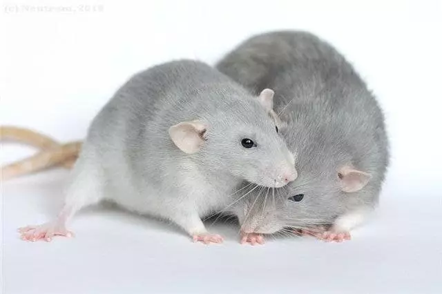Ratto grigio