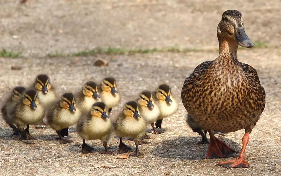 Ducklings merge în spatele mamei