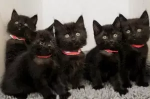 Kittens mici