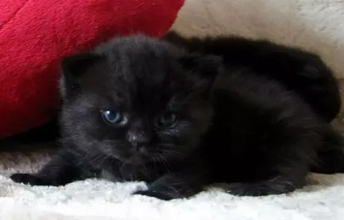 Μαύρο γατάκι