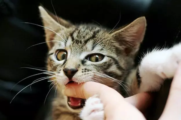 Bite cat