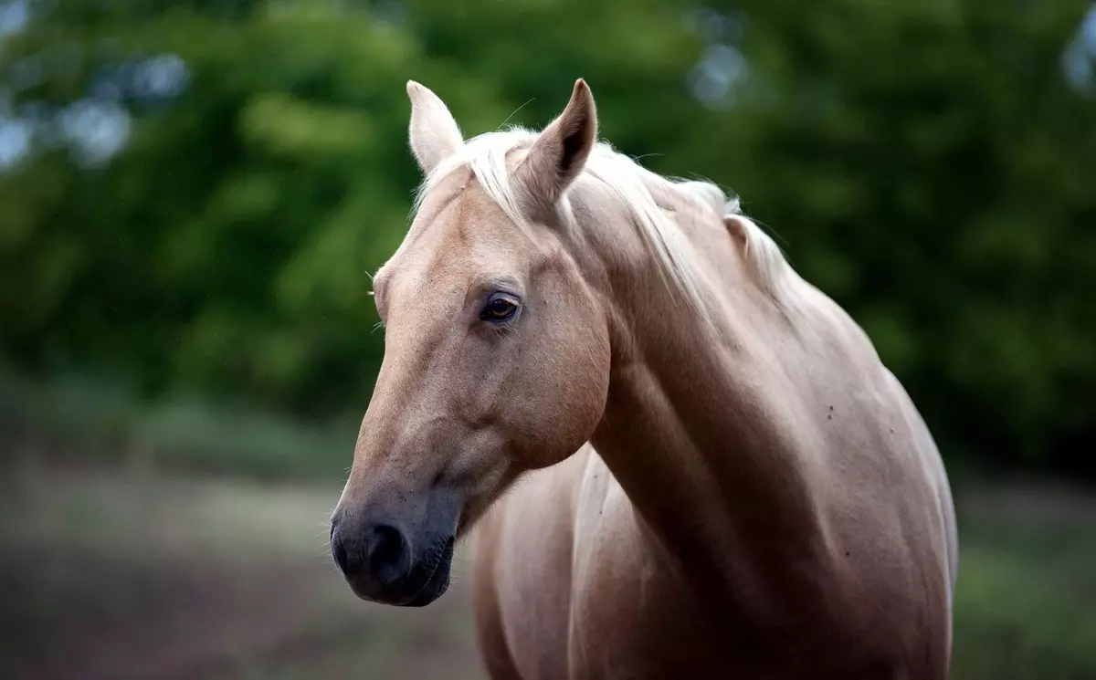 béžová kôň