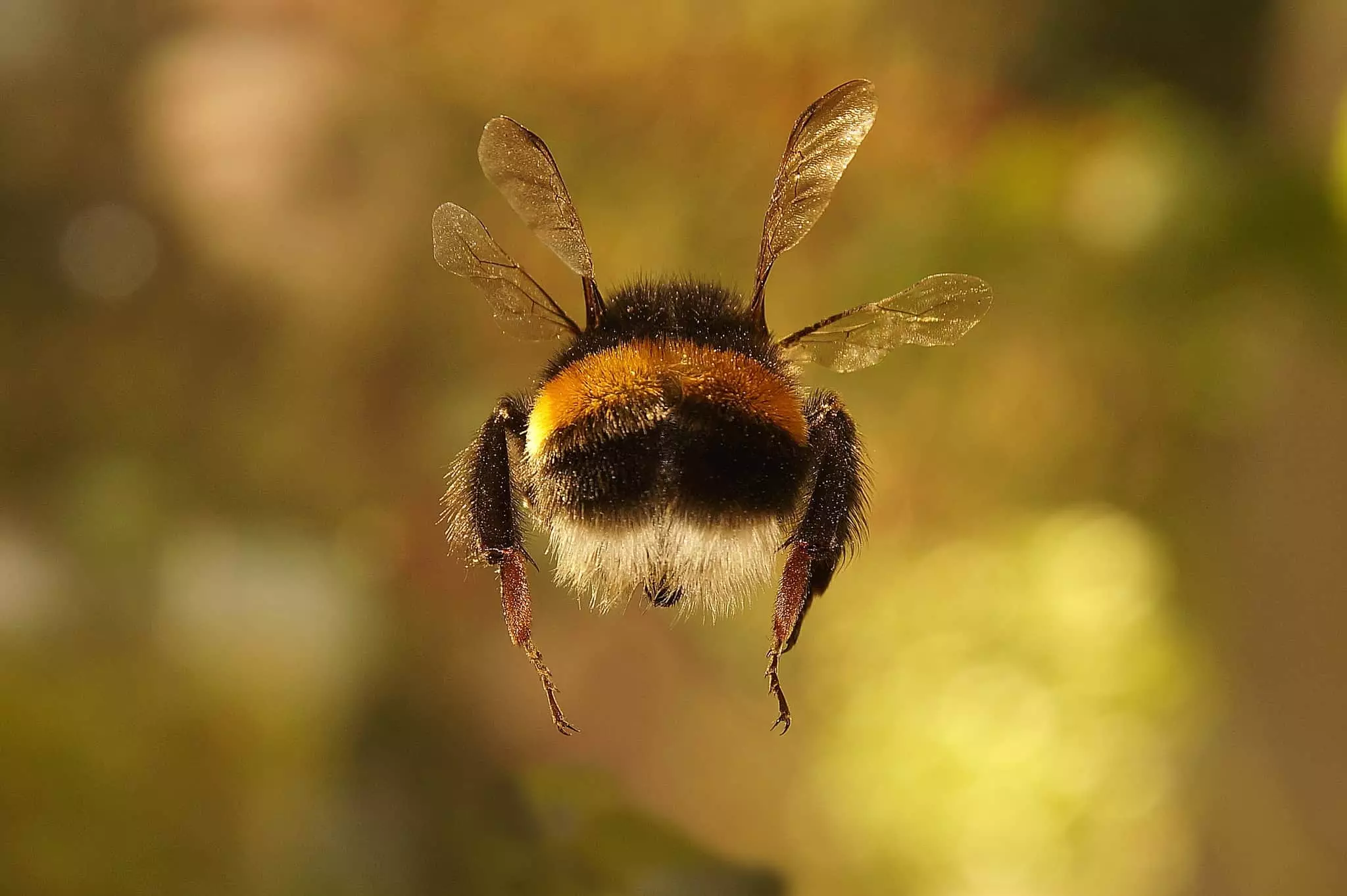 bumblebee Flying