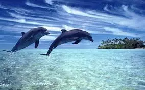 Du delfinai