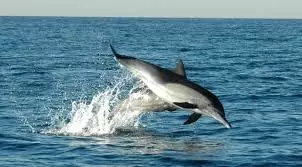 Mitsambikina Dolphin.