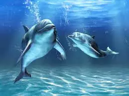 Delfīni ūdenī