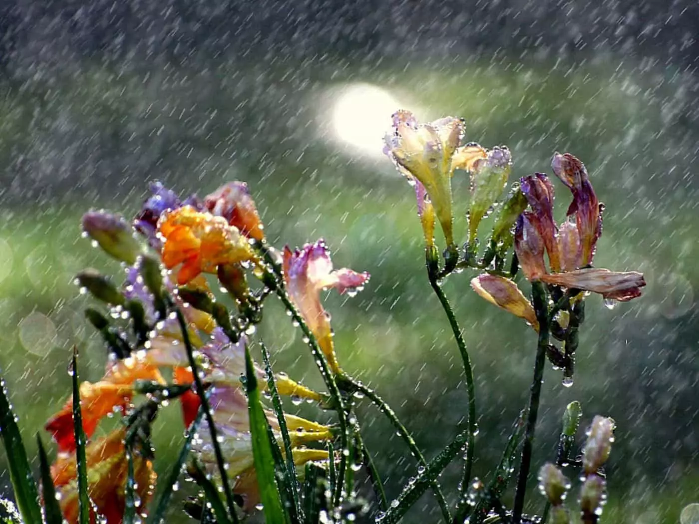 Flores en la lluvia