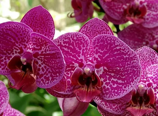 Heldere orchidee