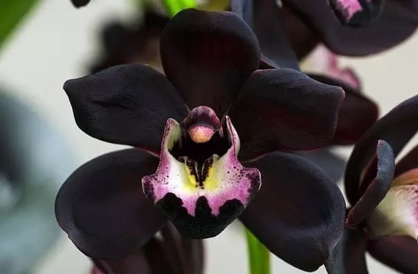 Siyah orkide