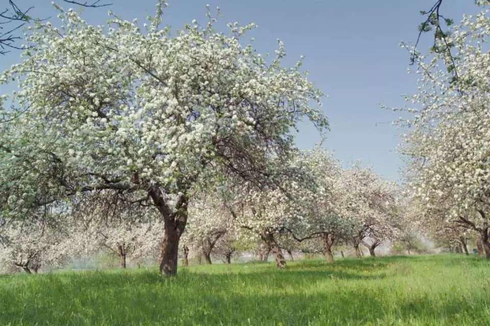 गार्डन सेब पेड़