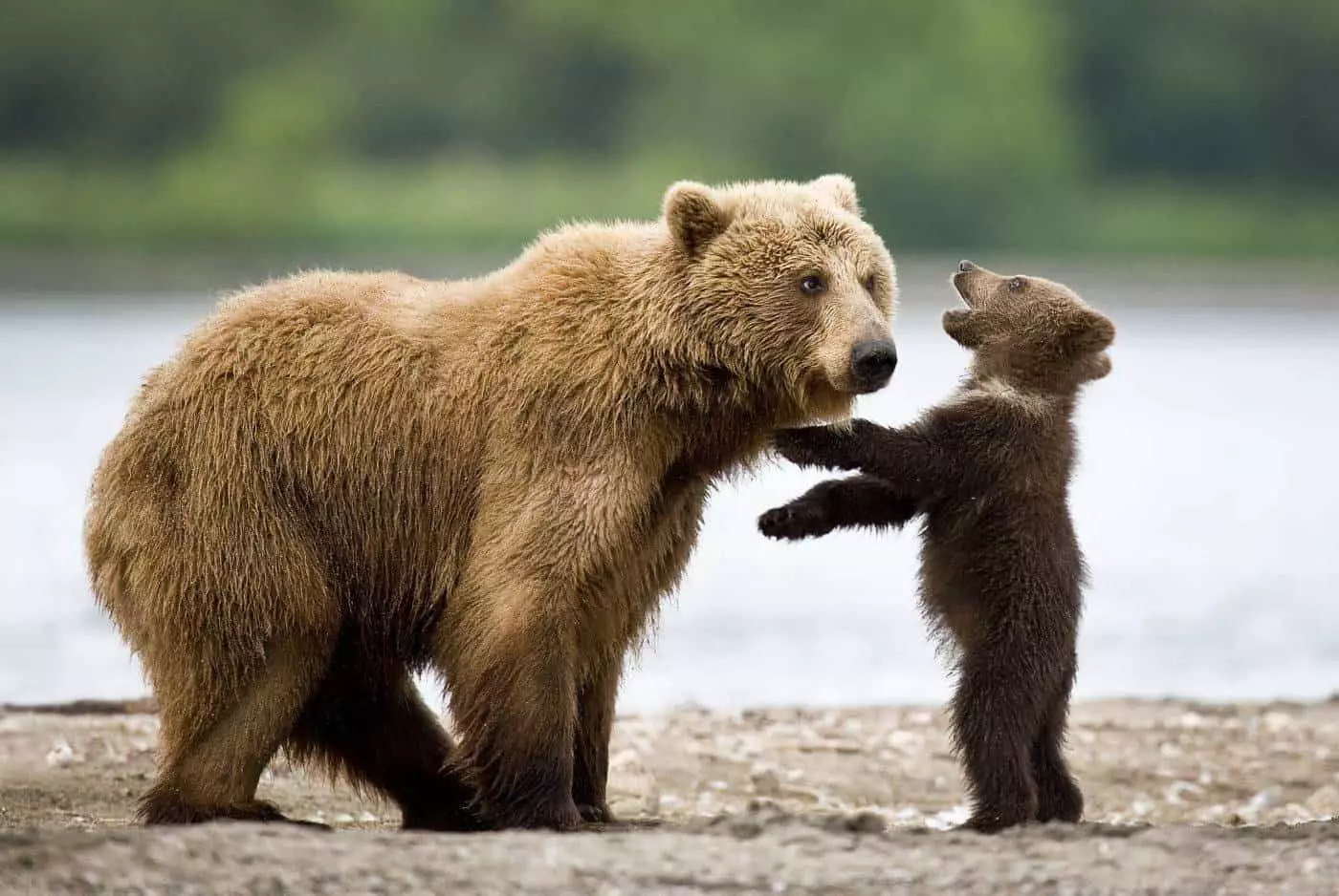 Bear with baby