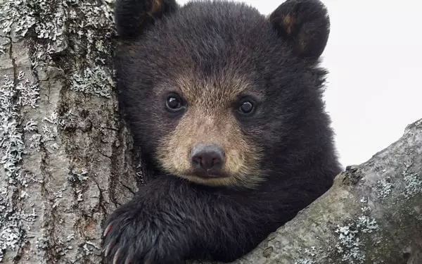Načechraný medvídek