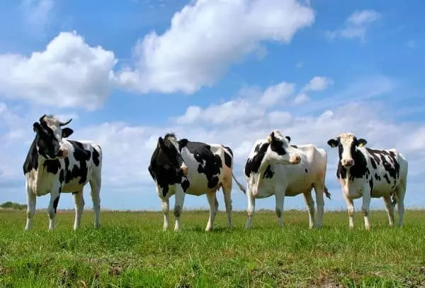 Krave na travnjaku