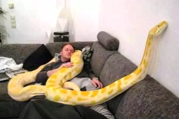 Žuta zmija