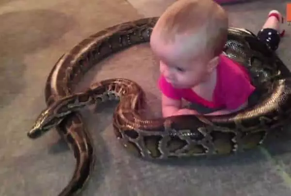 Gyermek és kígyó