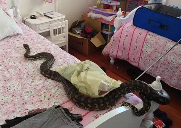 बेड वर साप