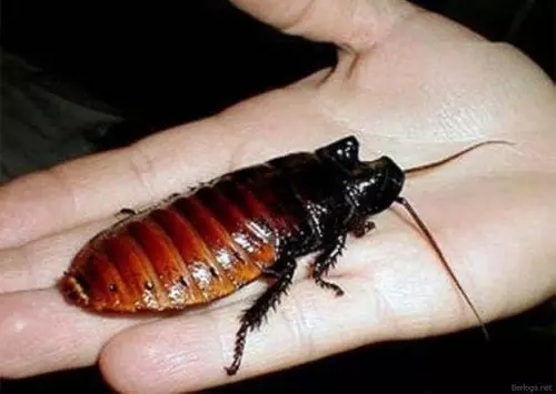 Big Cockroach.