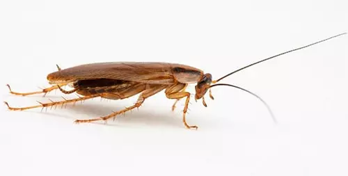 Light cockroach