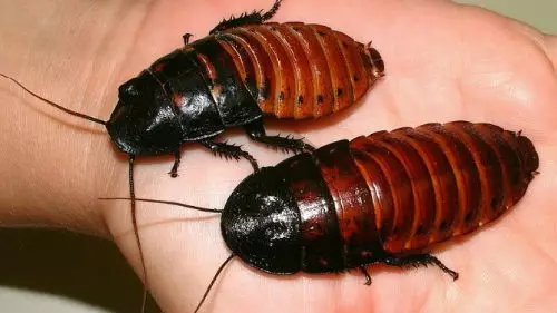 Tykke kakerlakker på hånden