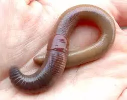 Dikke worm