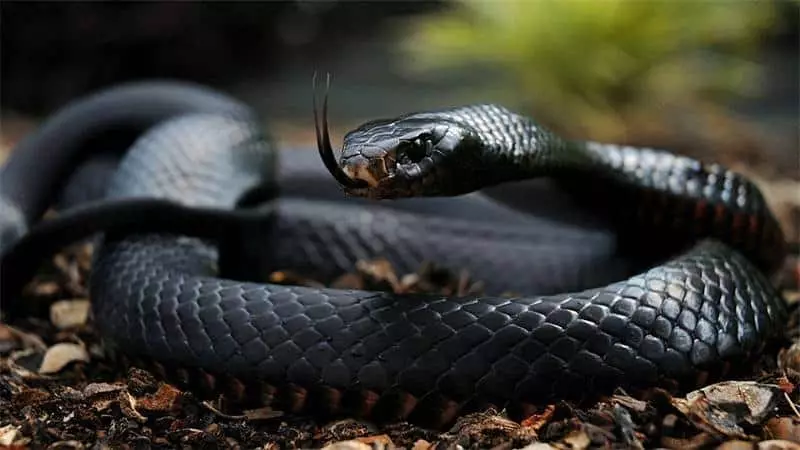 Con rắn đen