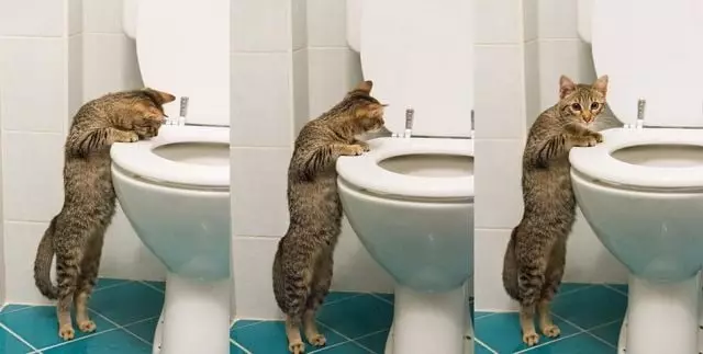 बिल्ली और शौचालय