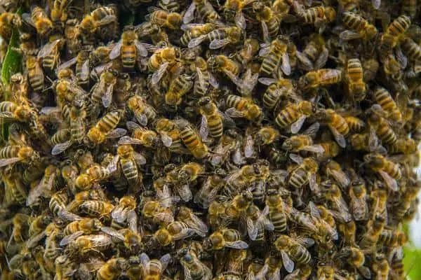 Many bees