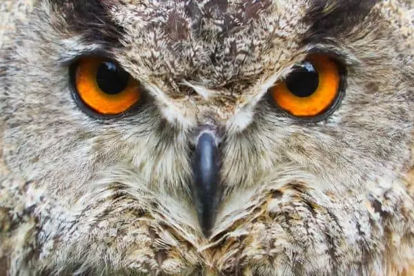 Baykuşun parlak gözleri