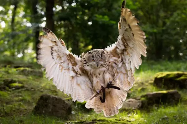 Davhlau Owls