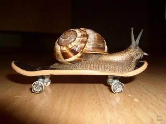 Snail ao amin'ny skate
