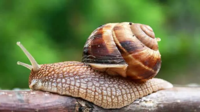Creeping snail