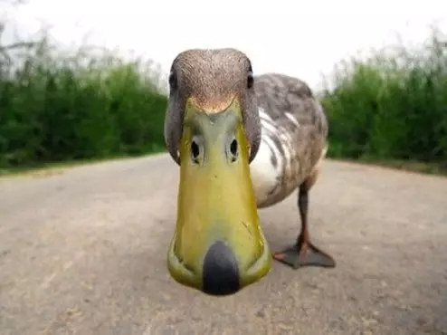 Duck на пътя