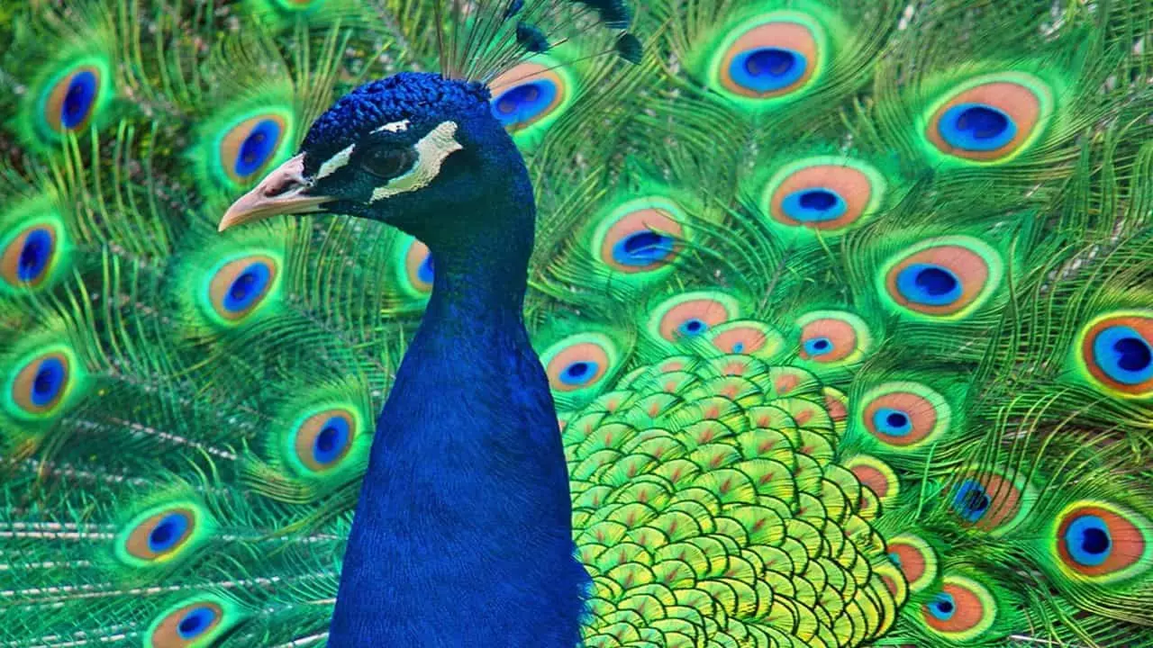Bright Peacock
