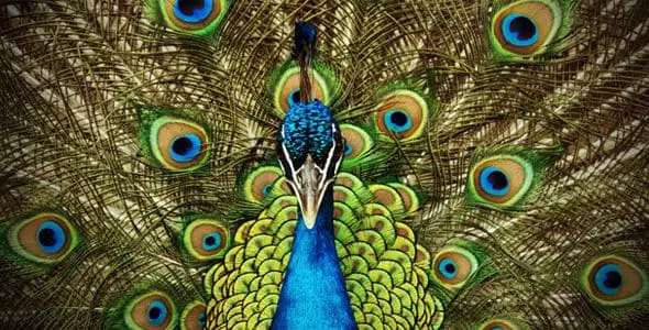 Colorful peacock