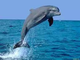 Dolphin.
