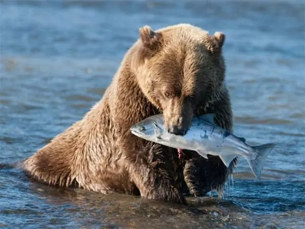 Bjørn fanget fisk
