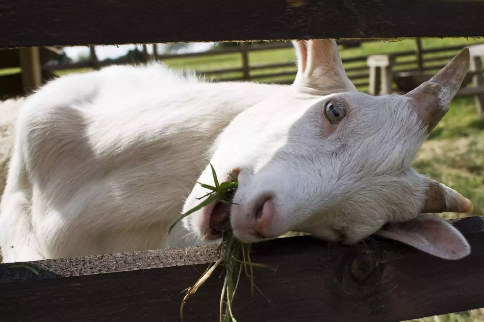 Goat Chews Grass.