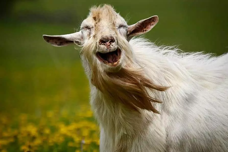 Scherical Goat.