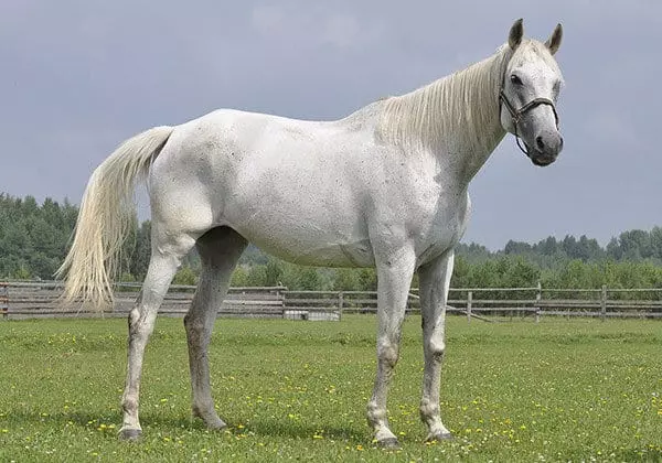 Սպիտակ ձին