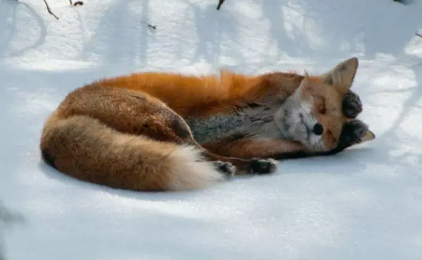 Fox eqhweni