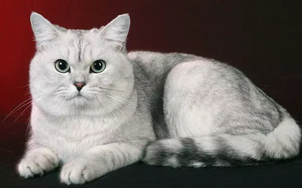 Grey Cat.