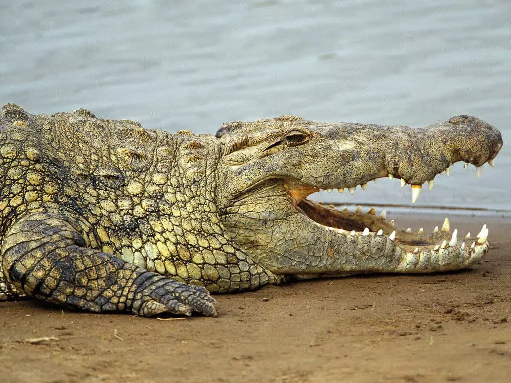 Krokodille ved søen