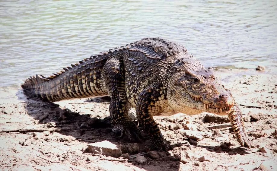 Crocodilo da água